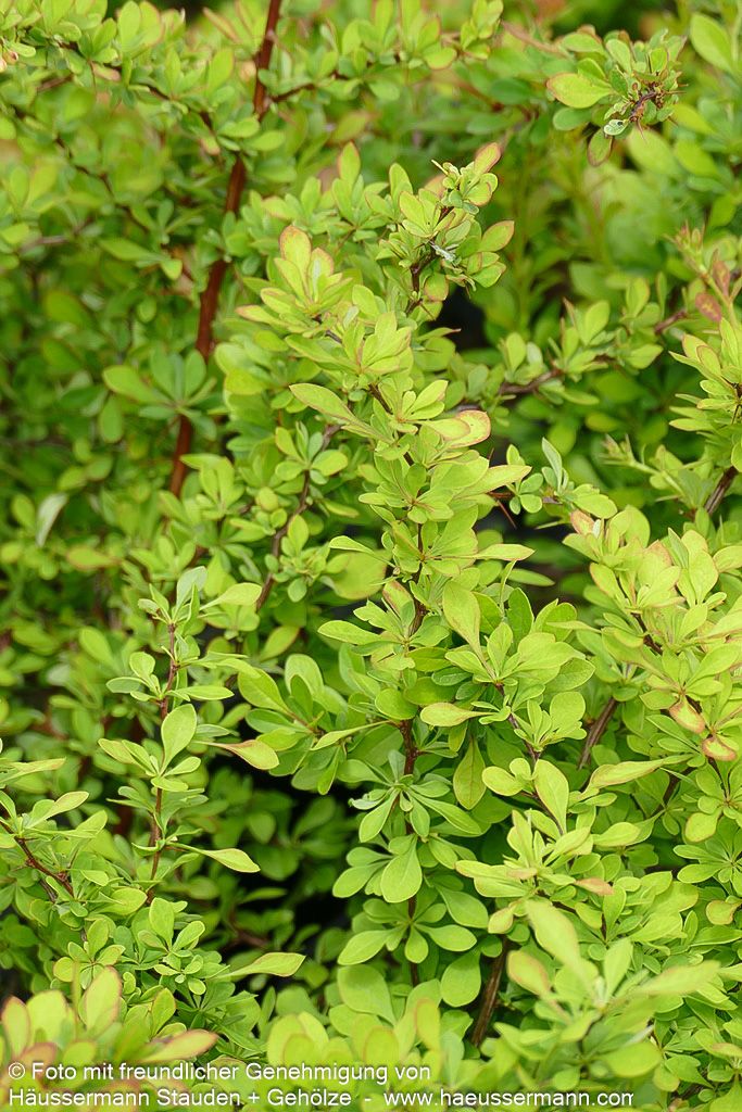 Grüne Hecken-Berberitze (Berberis thunbergii)