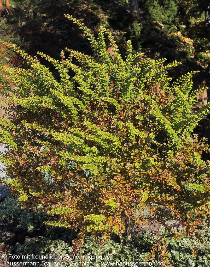 Grüne Hecken-Berberitze (Berberis thunbergii)