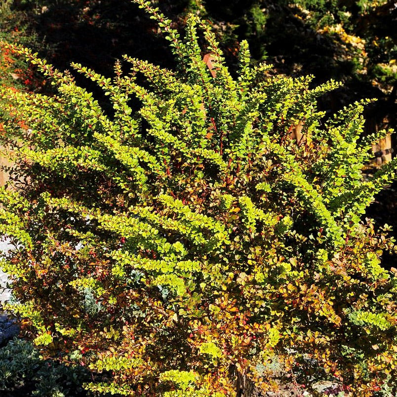 Grüne Hecken-Berberitze (Berberis thunbergii)