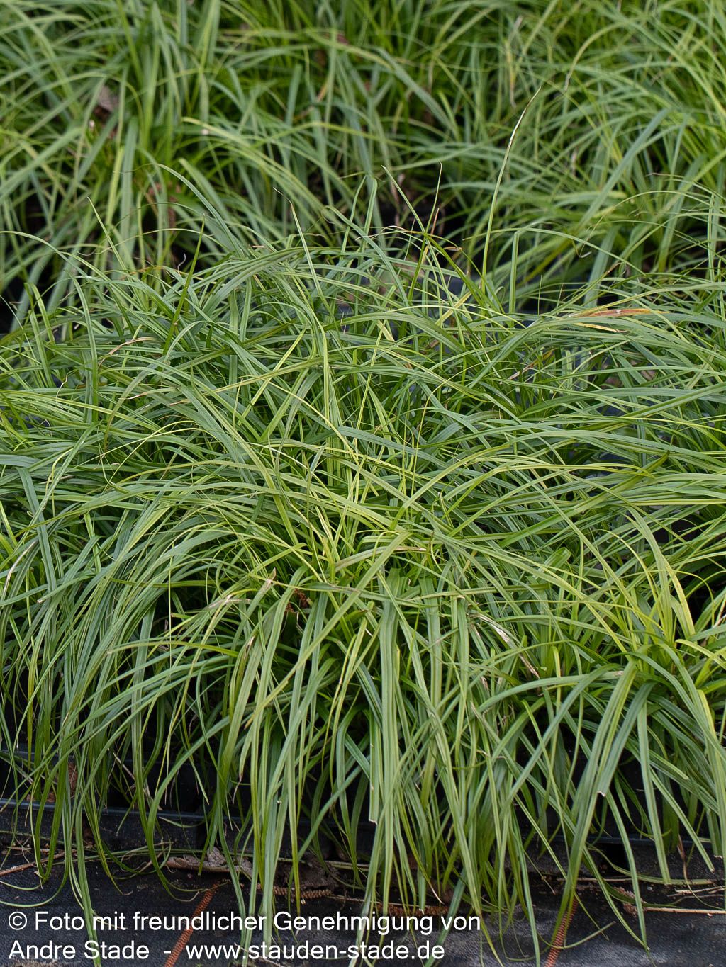 Grüne Japan-Segge 'Greenwell' (Carex oshimensis JS)