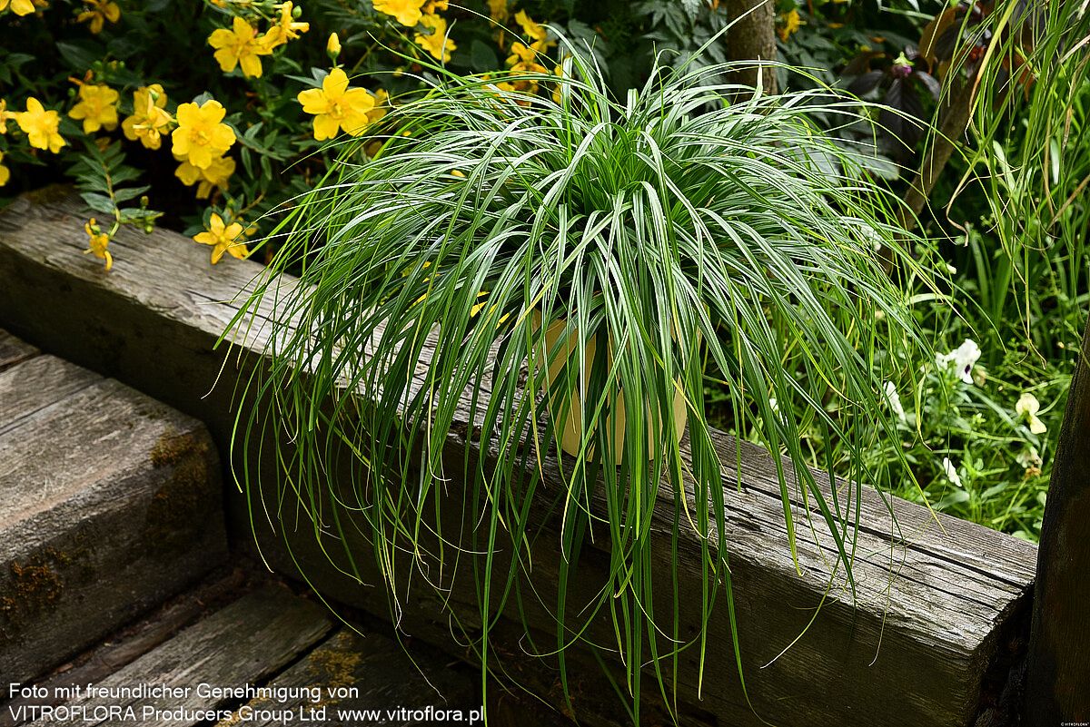 Grüne Japan-Segge 'Greenwell' (Carex oshimensis JS)