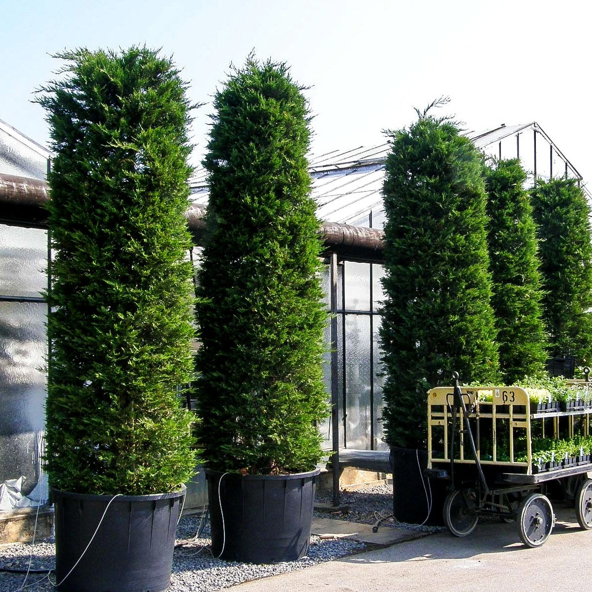 Grüne Leyland-Zypresse (Cupressocyparis leylandii)