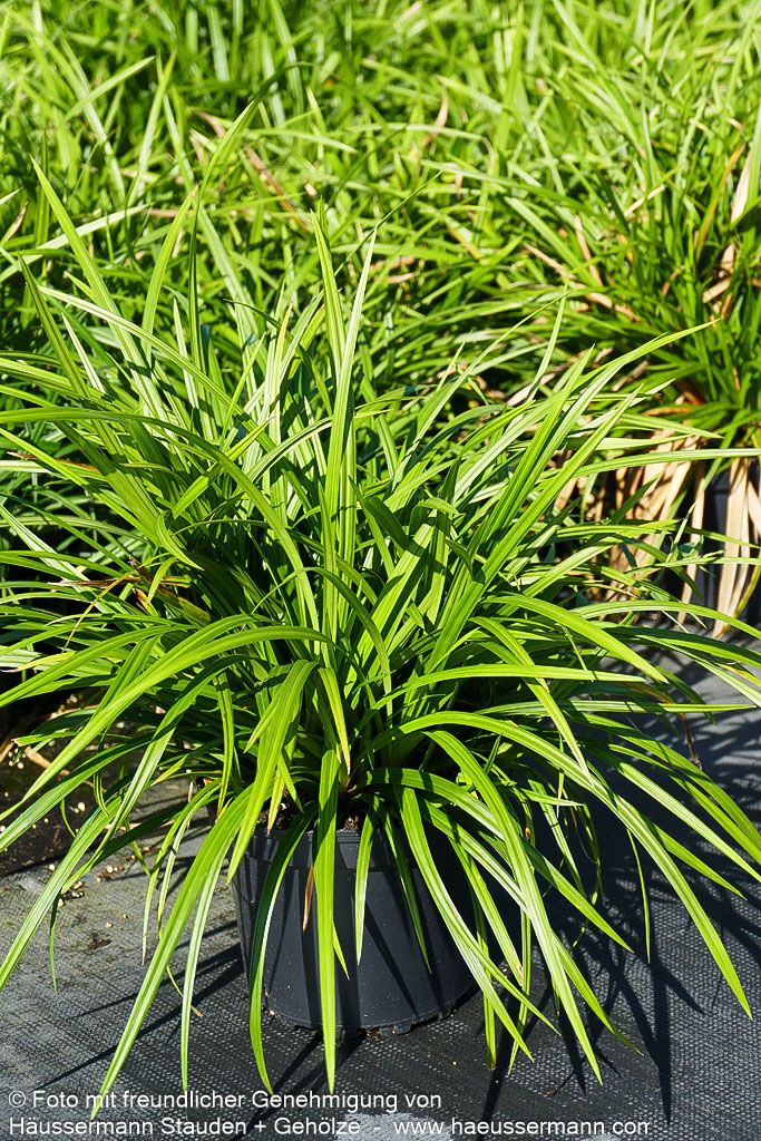 Grüne Teppich-Segge 'Irish Green' (Carex foliosissima)