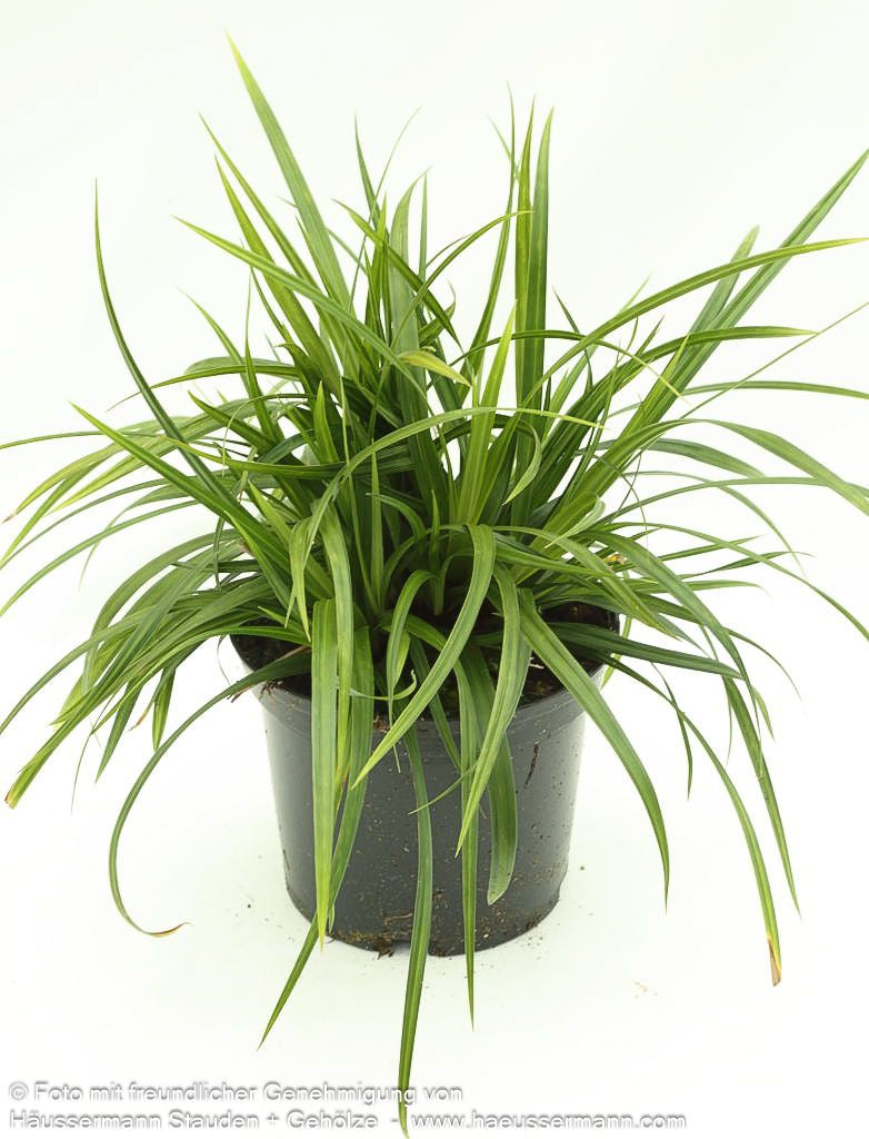 Grüne Teppich-Segge 'Irish Green' (Carex foliosissima)
