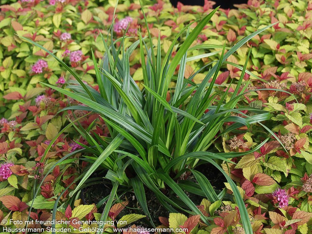 Grüne Teppich-Segge 'Irish Green' (Carex foliosissima)