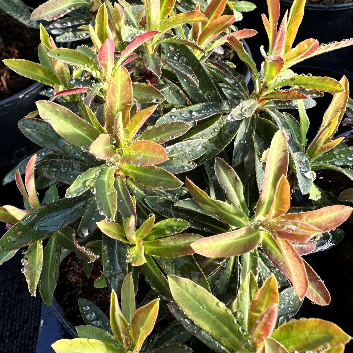 Grüne Wolfsmilch 'Athene' (Euphorbia x martinii)
