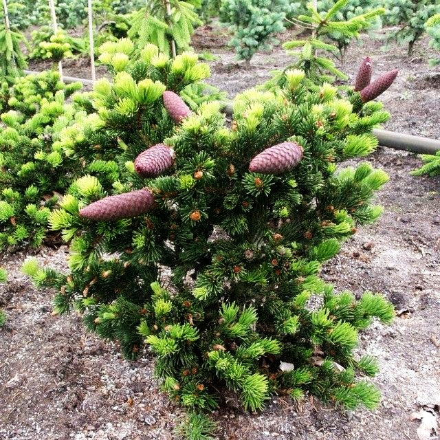 Grüne Zapfen-Fichte 'Lucky Strike' (Picea pungens)