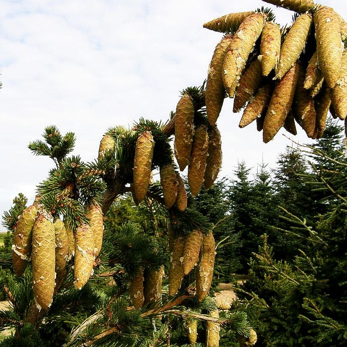 Grüne Zapfen-Fichte 'Lucky Strike' (Picea pungens)