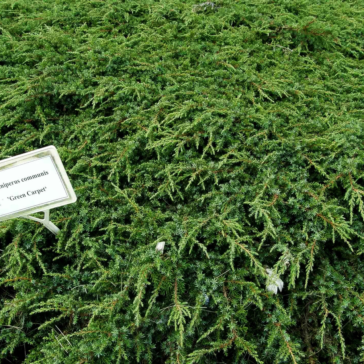 Grüner Kriech-Wacholder 'Green Carpet' (Juniperus com.)