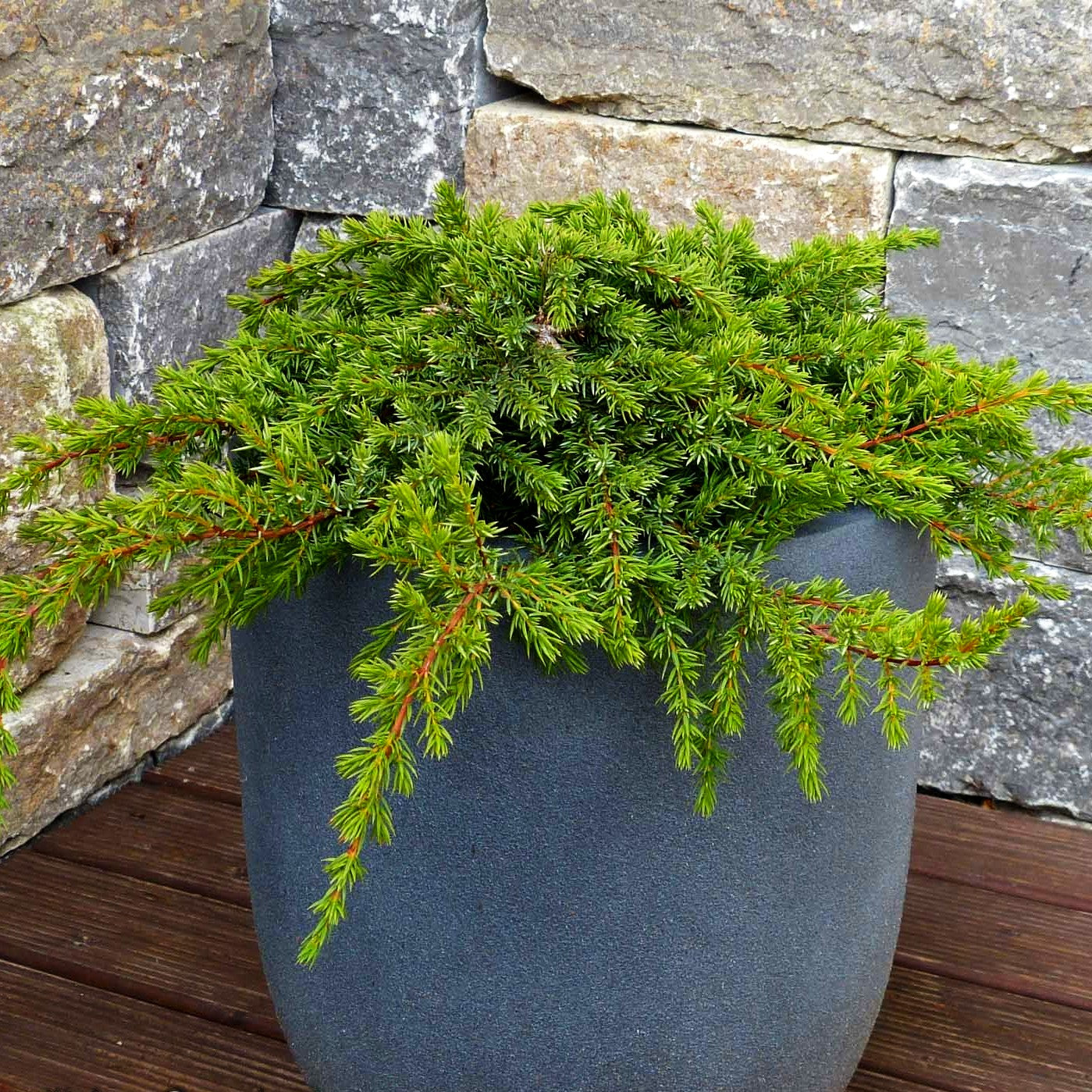 Grüner Kriech-Wacholder 'Green Mantle' (Juniperus com.)