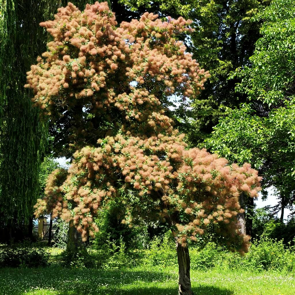 Grüner Perückenstrauch (Cotinus coggygria)