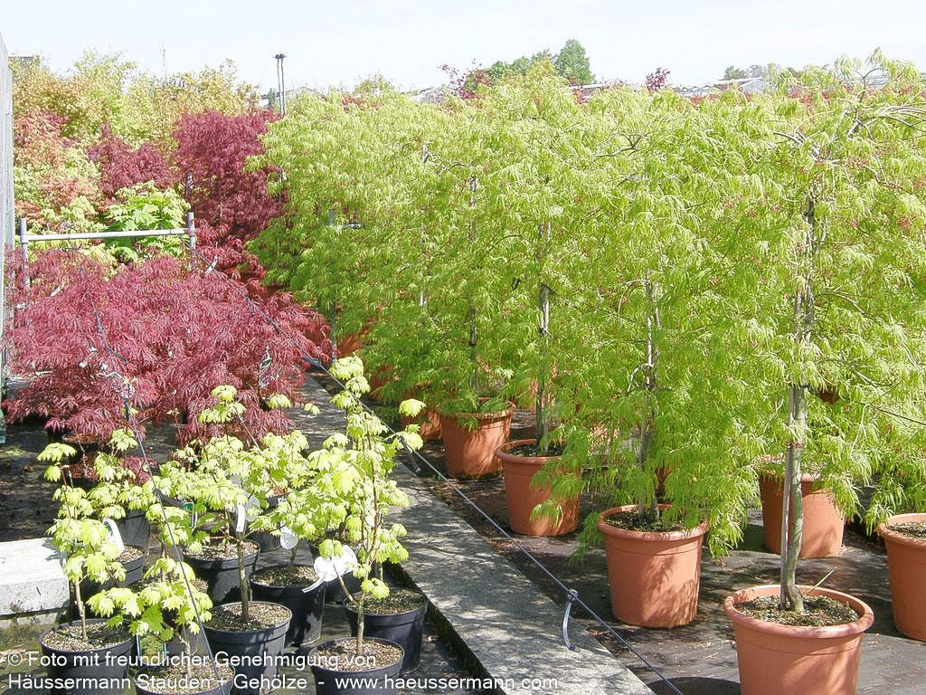 Grüner Schlitz-Ahorn 'Dissectum' (Acer palmatum)