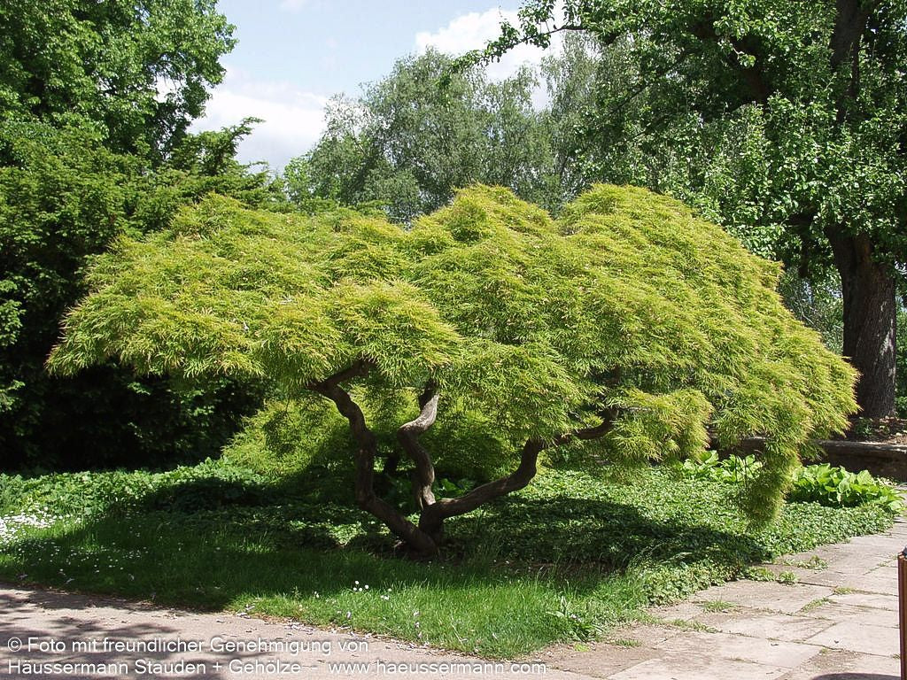 Grüner Schlitz-Ahorn 'Dissectum' (Acer palmatum)