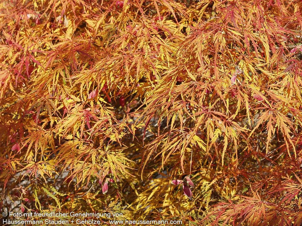 Grüner Schlitz-Ahorn 'Dissectum' (Acer palmatum)