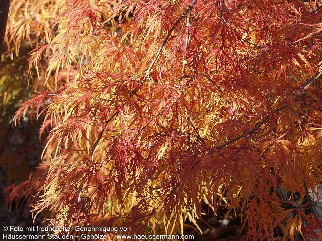 Grüner Schlitz-Ahorn 'Dissectum' (Acer palmatum)