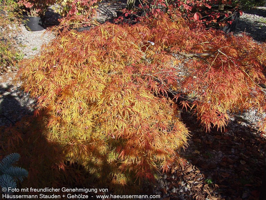 Grüner Schlitz-Ahorn 'Dissectum' (Acer palmatum)
