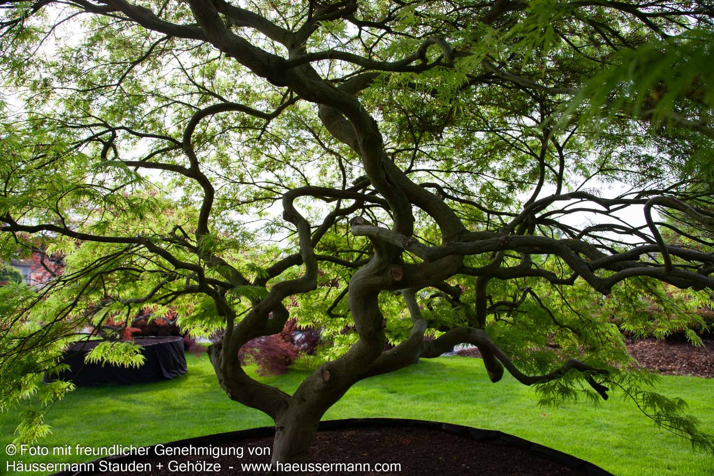 Grüner Schlitz-Ahorn 'Dissectum' (Acer palmatum)