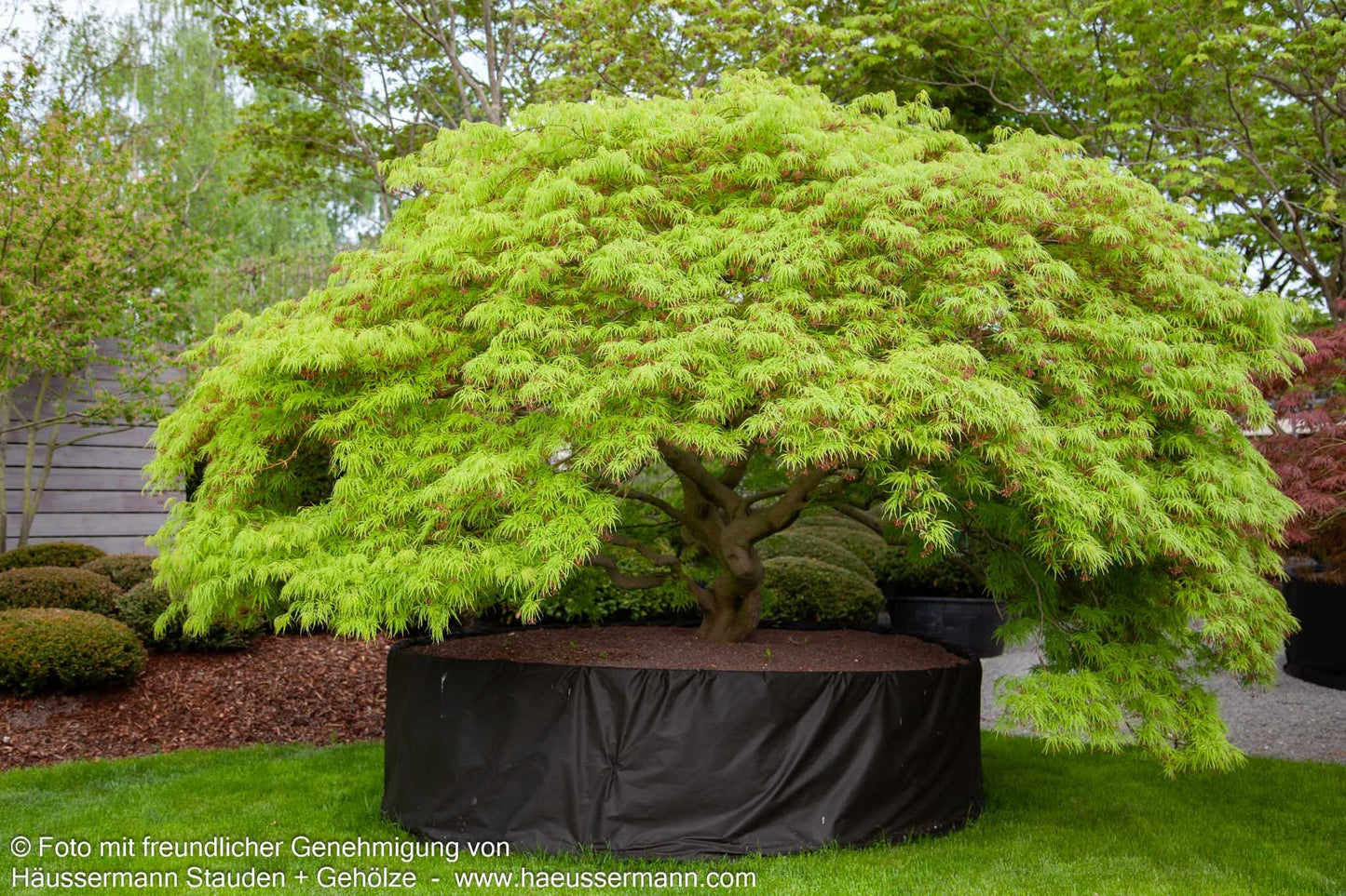 Grüner Schlitz-Ahorn 'Dissectum' (Acer palmatum)