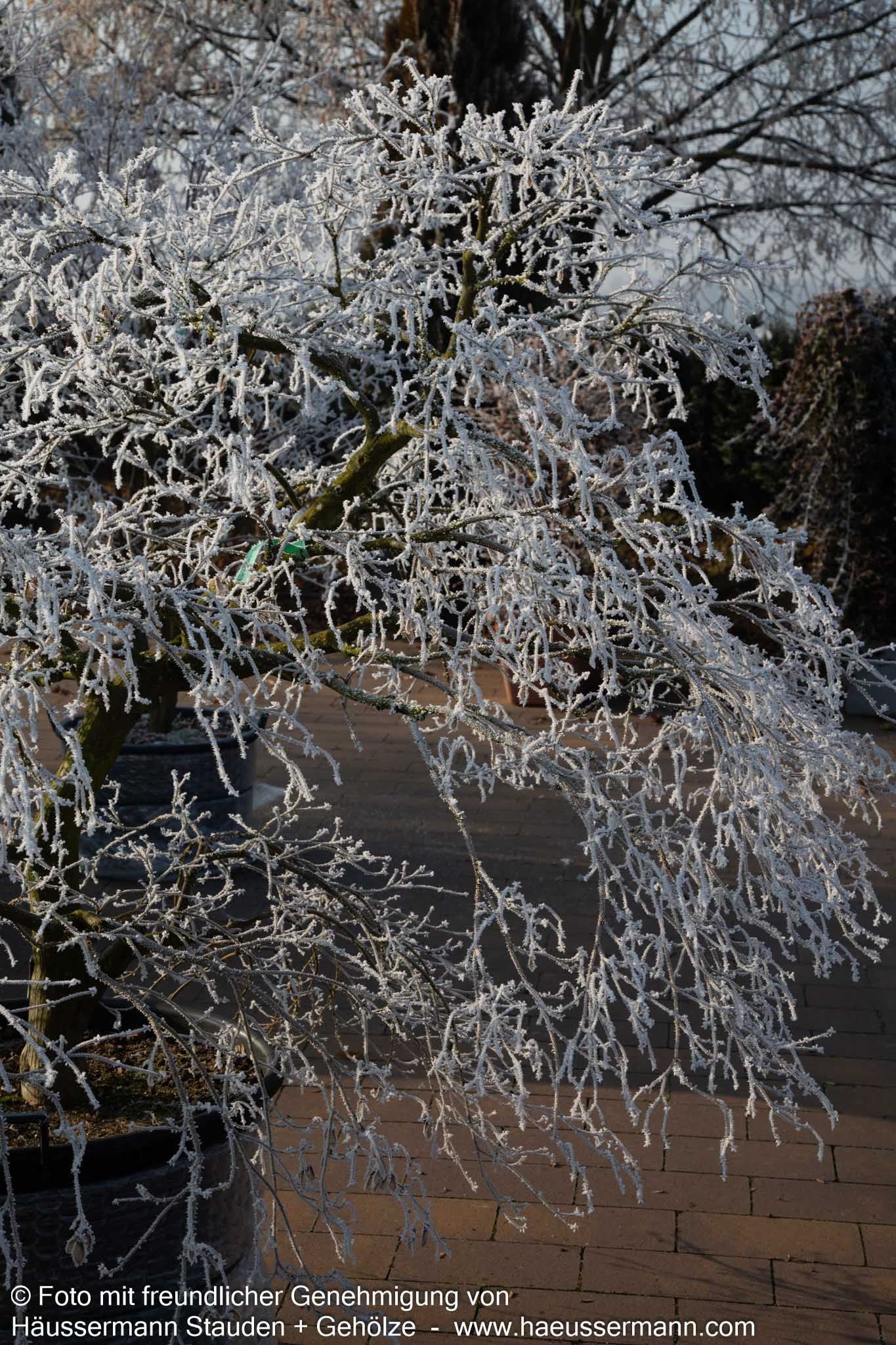 Grüner Schlitz-Ahorn 'Dissectum' (Acer palmatum)