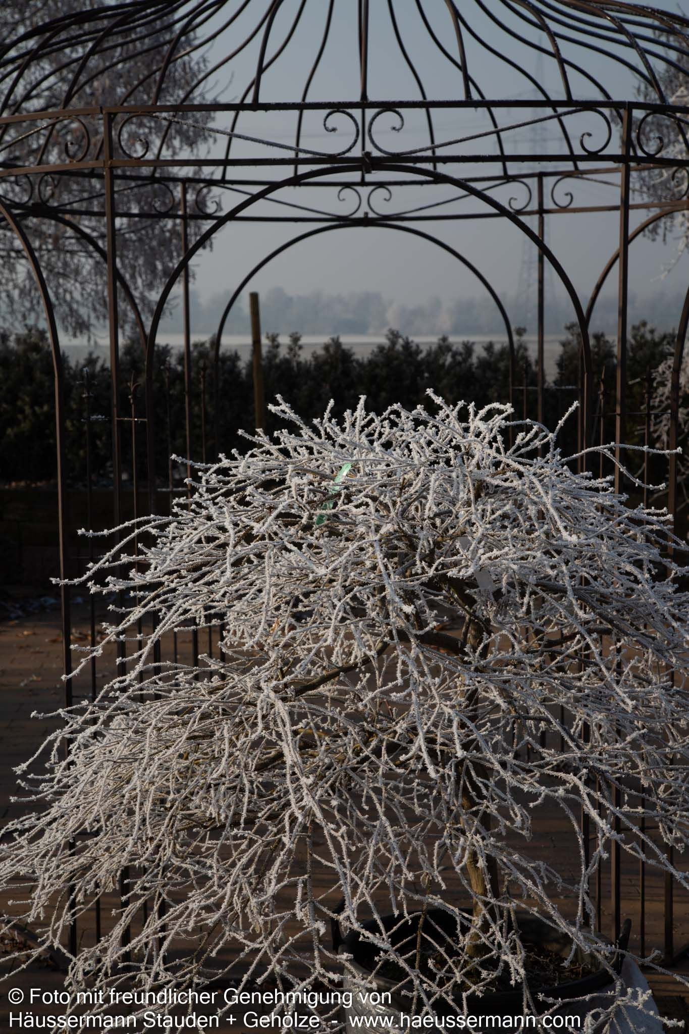 Grüner Schlitz-Ahorn 'Dissectum' (Acer palmatum)