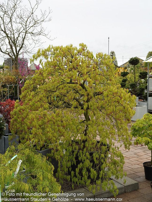 Grüner Schlitz-Ahorn 'Dissectum' (Acer palmatum)