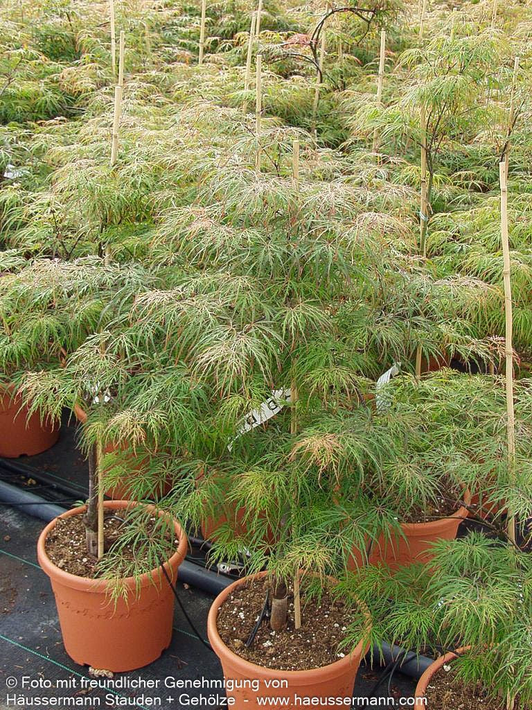 Grüner Schlitz-Ahorn 'Dissectum' (Acer palmatum)