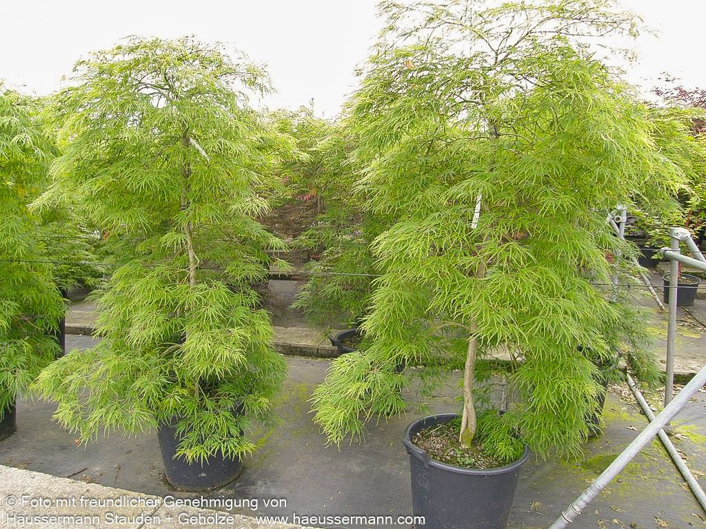 Grüner Schlitz-Ahorn 'Dissectum' (Acer palmatum)
