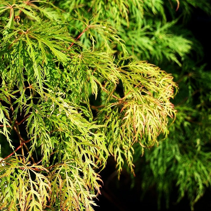 Grüner Schlitz-Ahorn 'Dissectum Green Lace' (Acer palmatum)