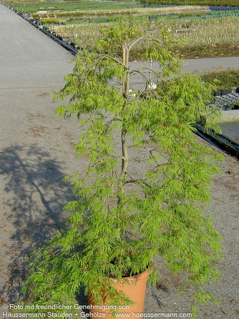 Grüner Schlitz-Ahorn 'Palmatifidum' (Acer palmatum)