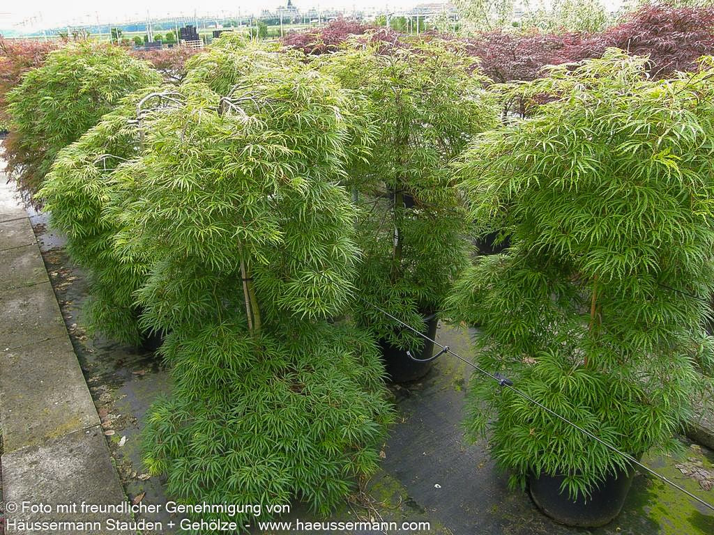 Grüner Schlitz-Ahorn 'Palmatifidum' (Acer palmatum)