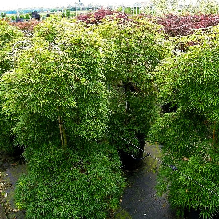 Grüner Schlitz-Ahorn 'Palmatifidum' (Acer palmatum)