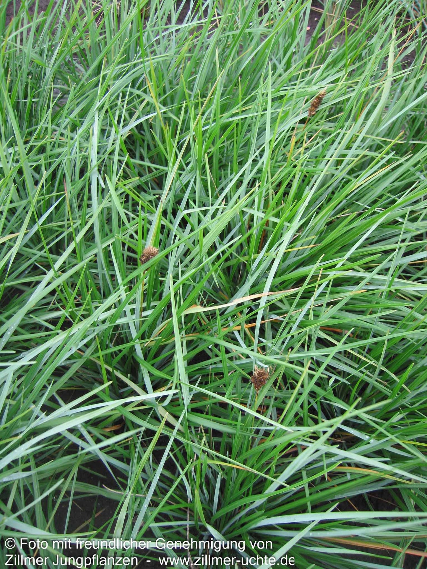 Grünes Kopfgras (Sesleria heufleriana)