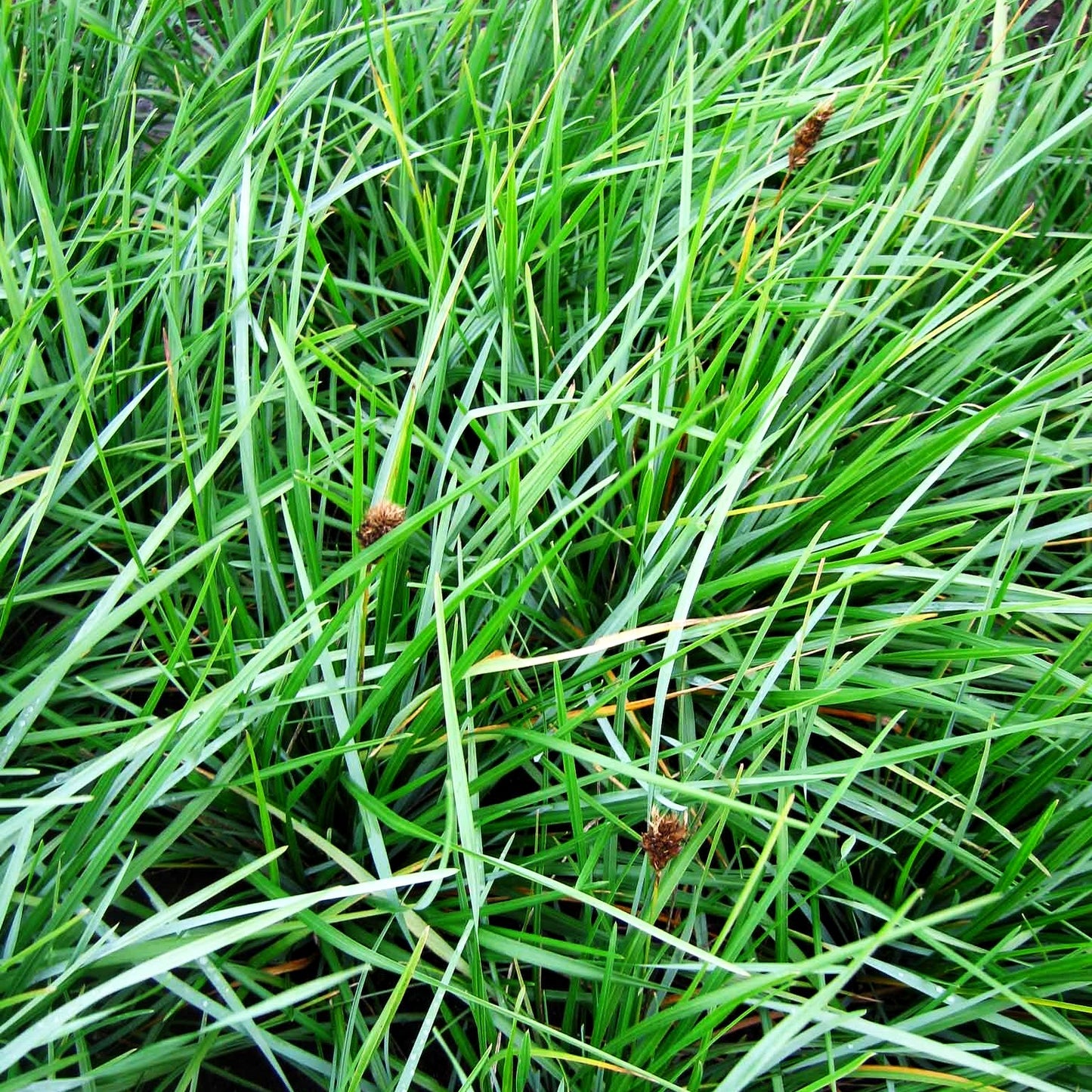 Grünes Kopfgras (Sesleria heufleriana)