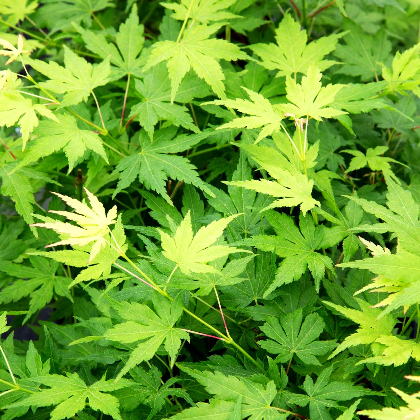 Grünholziger Fächer-Ahorn 'Going Green' (Acer palmatum)