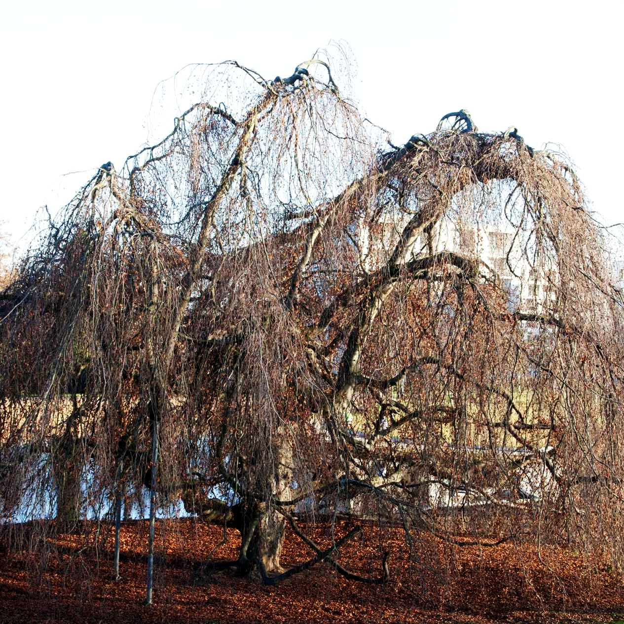 Grünlaubige Hänge-Buche 'Pendula' (Fagus sylvatica)