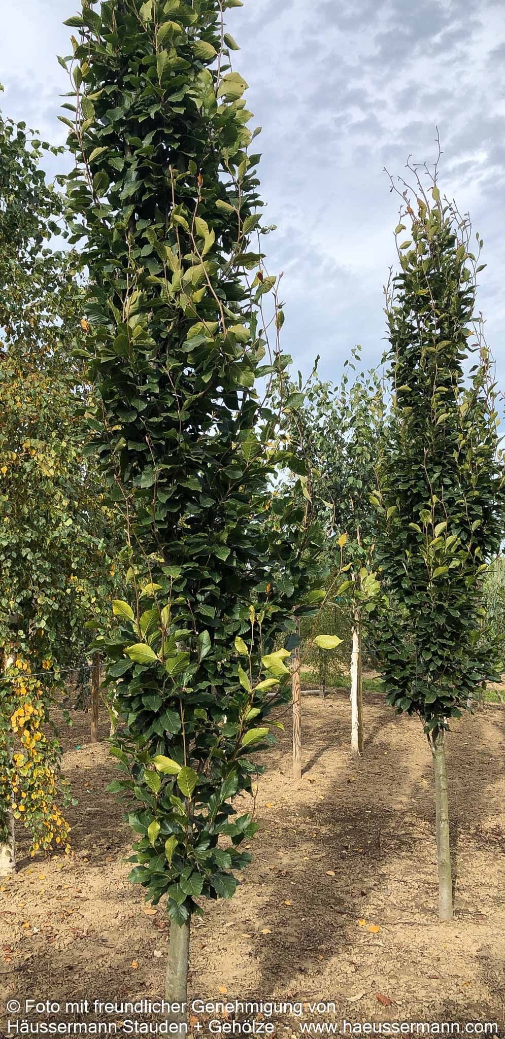 Grünlaubige Säulenbuche 'Iskander' (Fagus sylvatica)