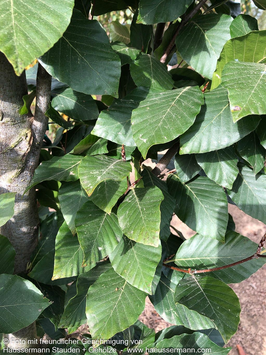 Grünlaubige Säulenbuche 'Iskander' (Fagus sylvatica)