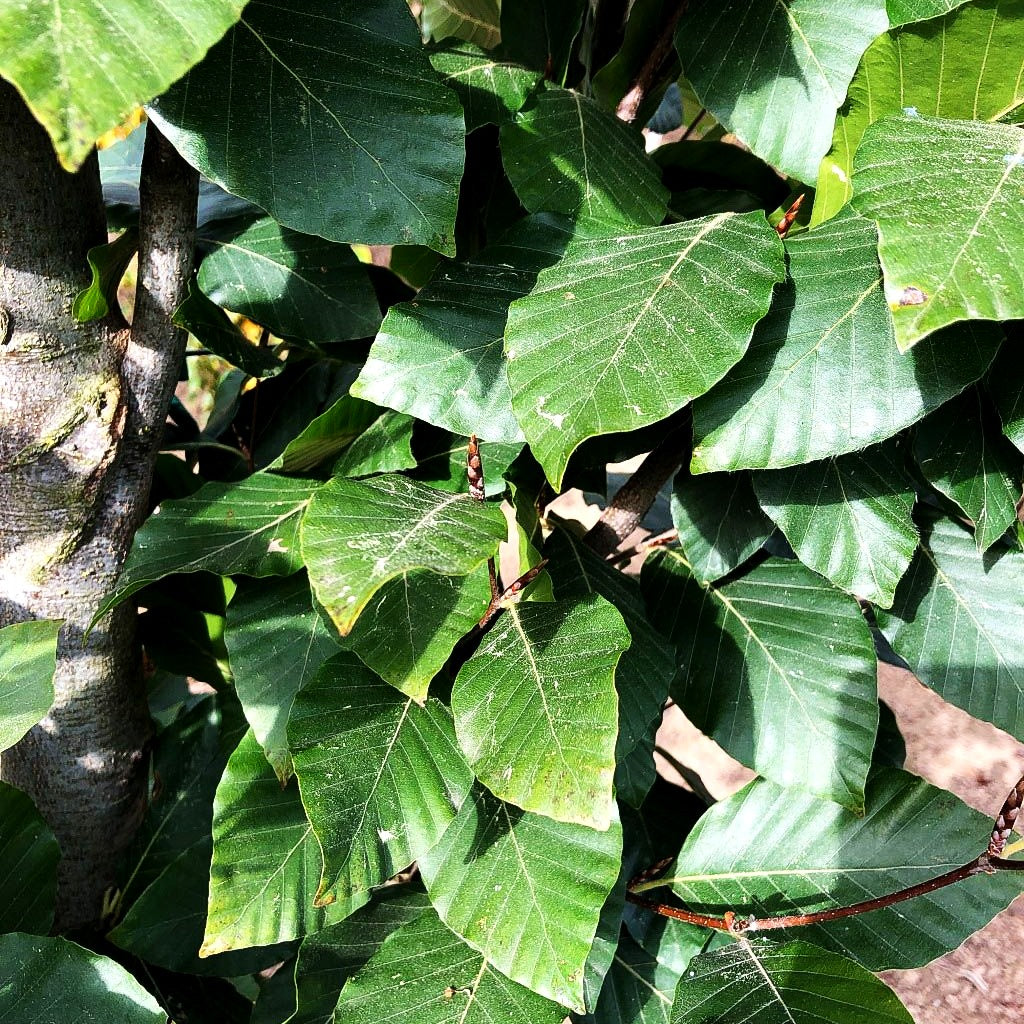 Grünlaubige Säulenbuche 'Iskander' (Fagus sylvatica)