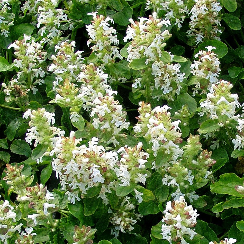 Günsel 'Sanne' (Ajuga reptans)