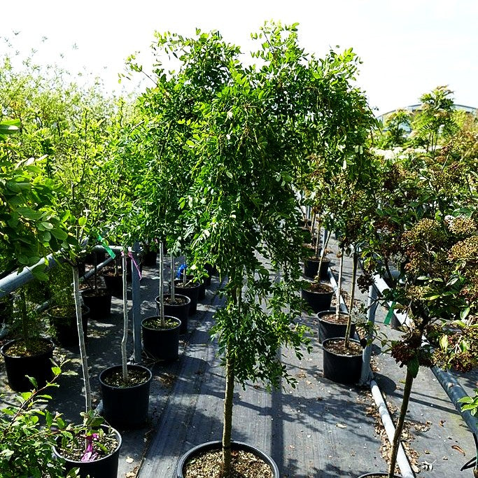 Hänge-Erbsenstrauch 'Pendula' (Caragana arborescens)