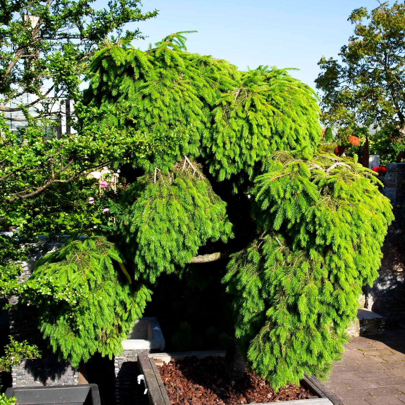 Hänge-Fichte 'Formanek' (Picea abies)