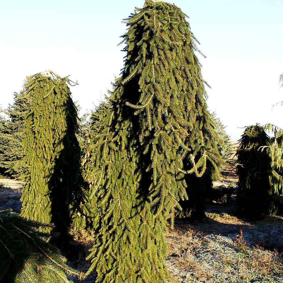 Hänge-Fichte 'Inversa' (Picea abies)