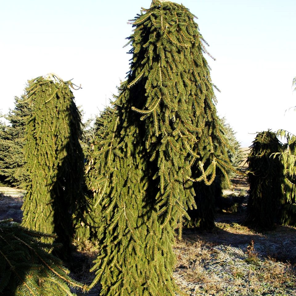 Hänge-Fichte 'Inversa' (Picea abies)