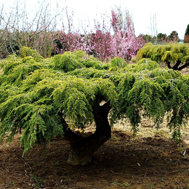 Hänge-Hemlocktanne 'Pendula' (Tsuga canadensis)