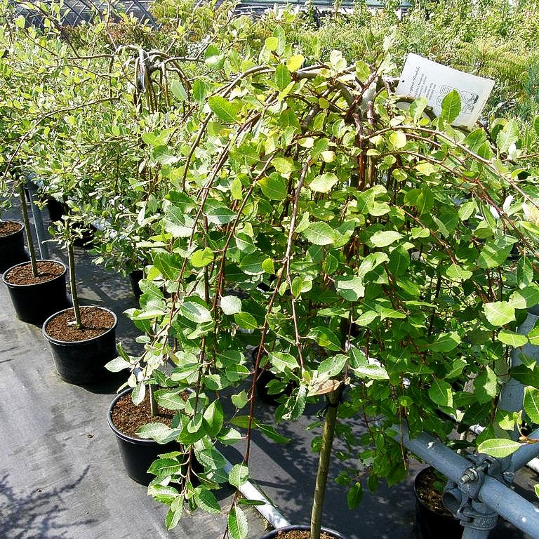 Hänge-Kätzchen-Weide 'Kilmarnock' (Salix caprea)