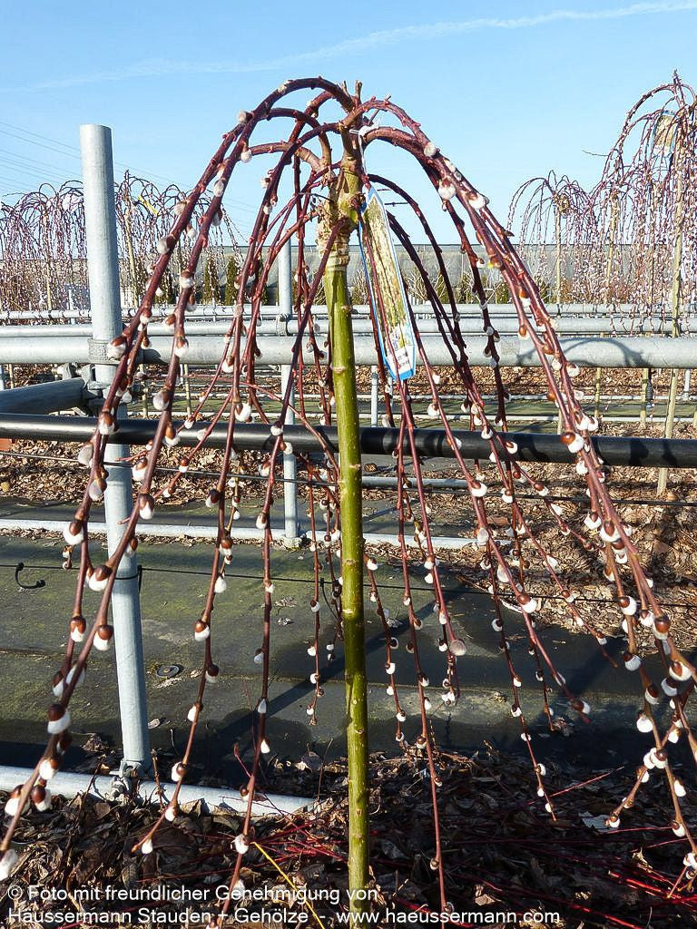Hänge-Kätzchen-Weide 'Pendula' (Salix caprea)