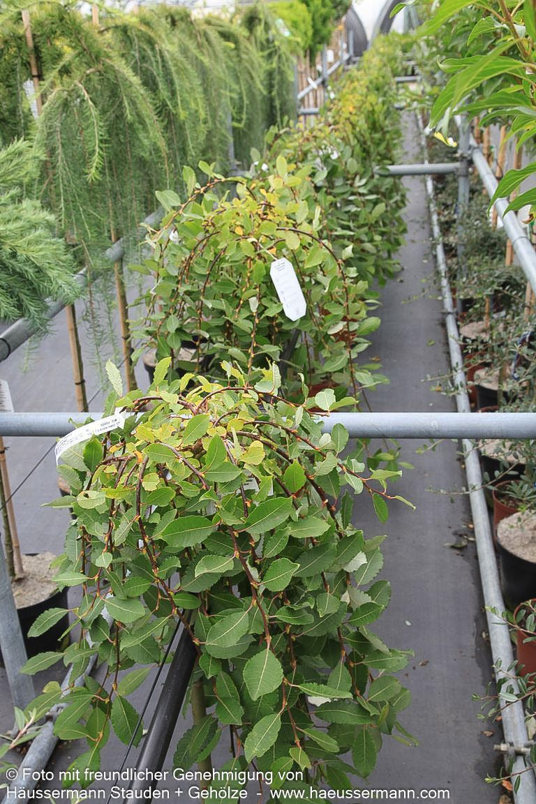 Hänge-Kätzchen-Weide 'Pendula' (Salix caprea)