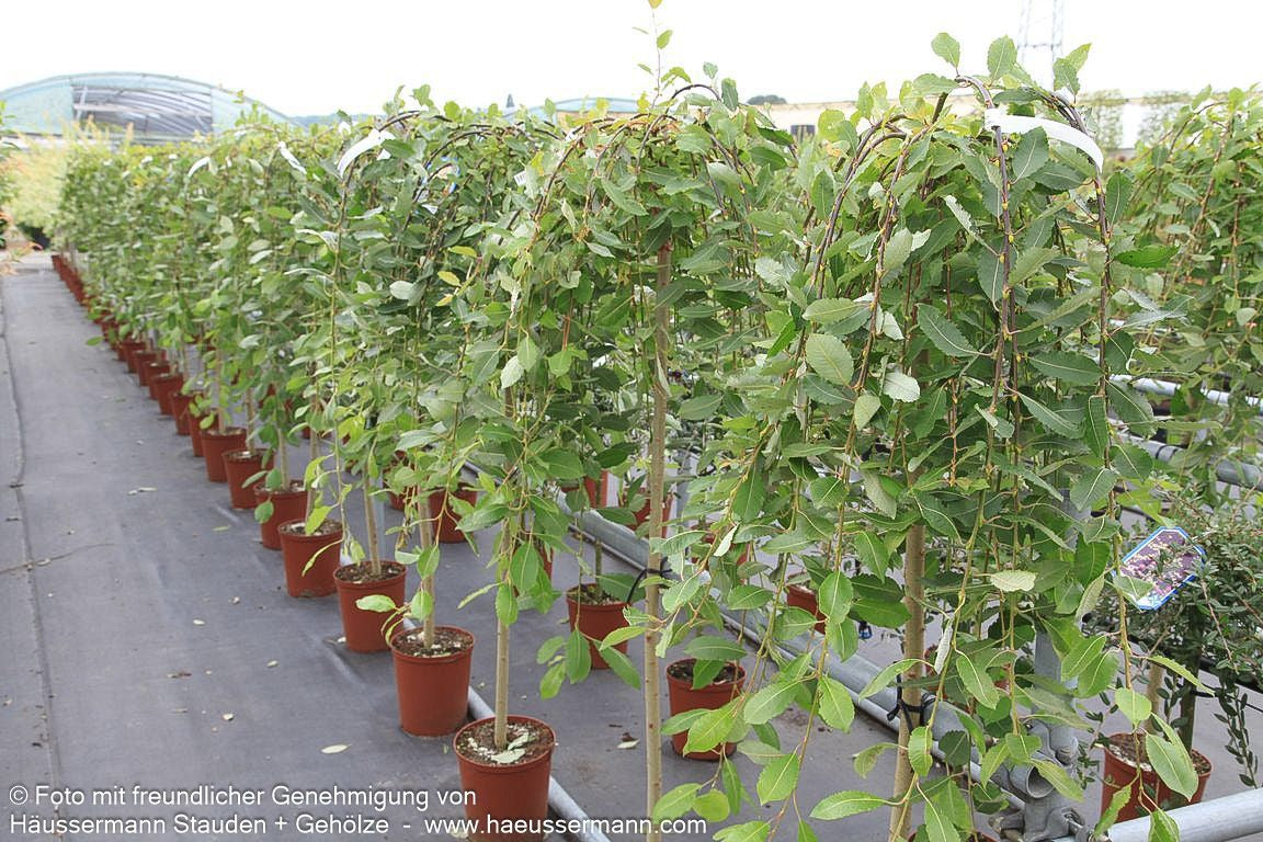 Hänge-Kätzchen-Weide 'Pendula' (Salix caprea)