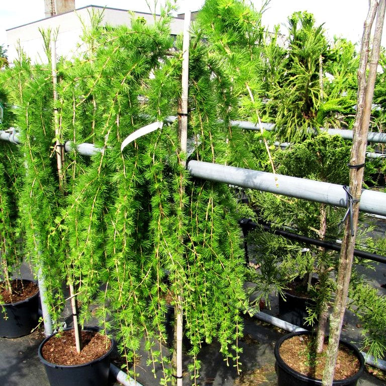 Hänge-Lärche 'Puli' (Larix decidua)