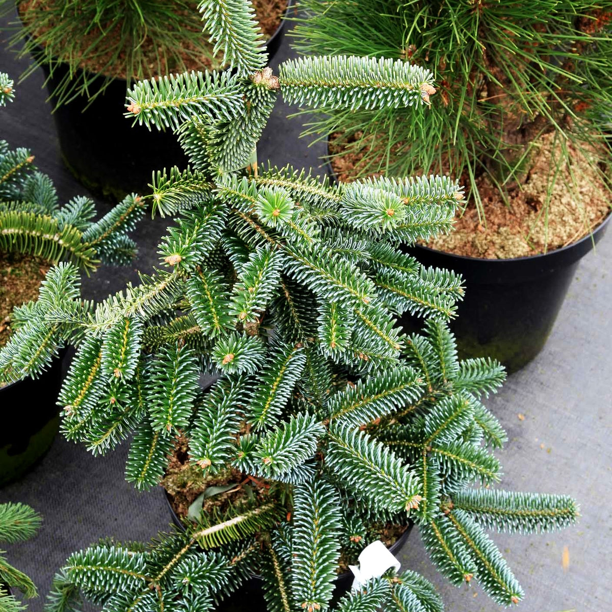 Hänge-Nordmanns-Tanne 'Pendula' (Abies nordmanniana)